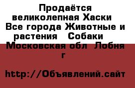 Продаётся великолепная Хаски - Все города Животные и растения » Собаки   . Московская обл.,Лобня г.